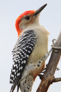 Low angle view of bird perching on tree against sky