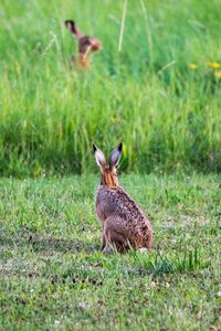 Giraffe on field