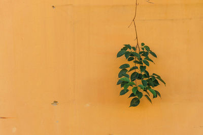Close-up of plant against orange wall