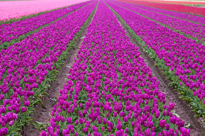 High angle view of purple crocus flowers in field
