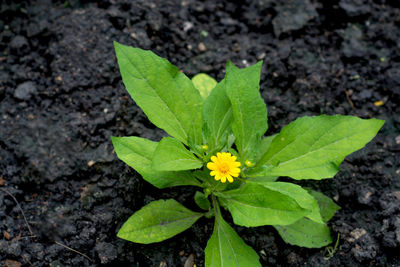 Close-up of yellow flower growing on plant