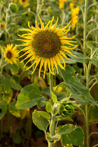 Close-up of yellow flowering plant