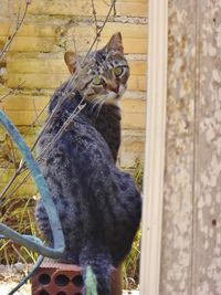 Cat sitting outdoors