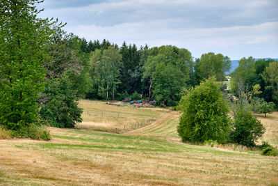 Trees on field against sky