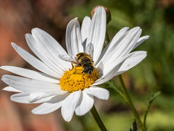 Close-up of bee pollinating white daisy