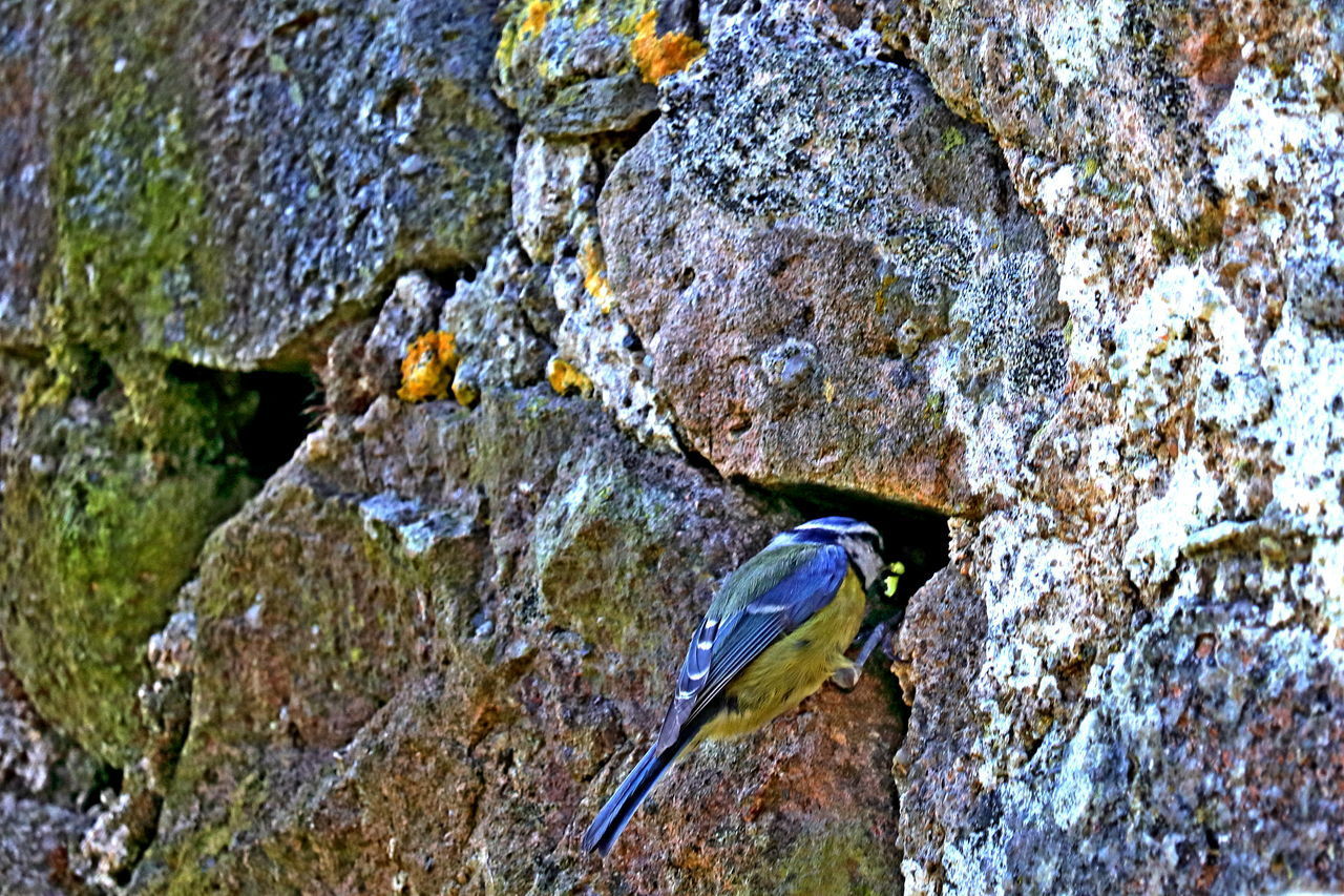 BIRD PERCHING ON ROCK