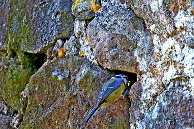 Close-up of bird perching on rock