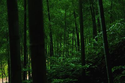 Bamboo trees in forest