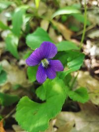 Close-up of purple flowering plant