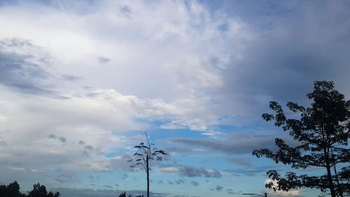 Low angle view of trees against sky