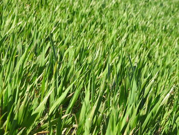 Full frame shot of corn field