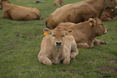 Sheep in a field