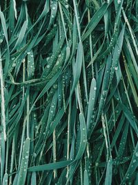 Full frame shot of plants