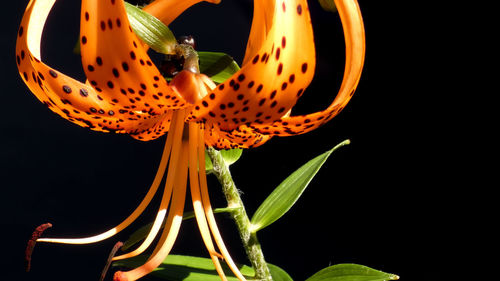 Close-up of orange flowering plant against black background