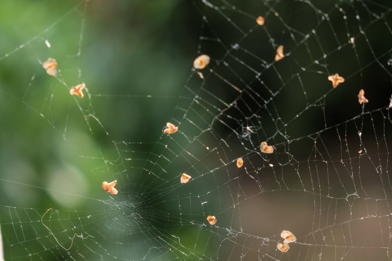 CLOSE-UP OF SPIDER AND WEB