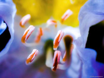 Close-up of purple flowering plant