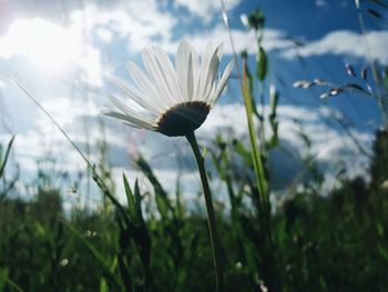 Close-up of white flowering plant on field