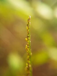 Close-up of insect on plant