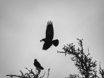 Low angle view of bird flying against clear sky