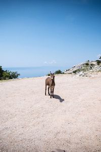 View of a dog on landscape