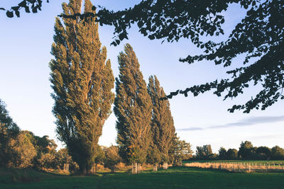 Low angle view of trees on field against sky