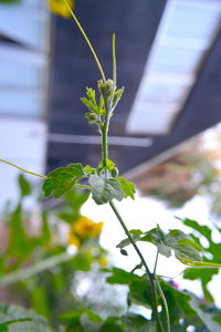 Close-up of flowering plant