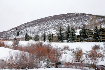 Snow covered land and trees against sky