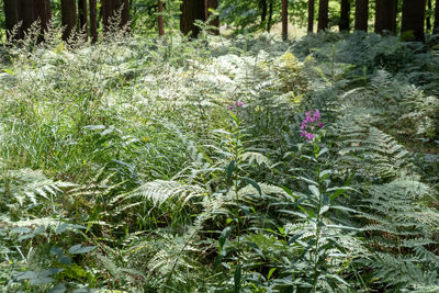 Plants growing on field in forest