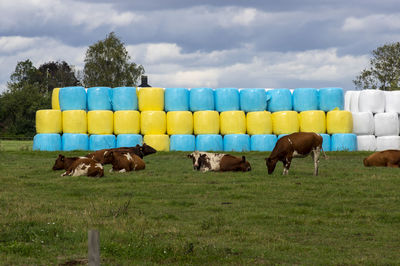 Horses in a field