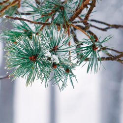 Close-up of pine tree branch during winter