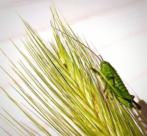 Close-up of lizard on plant