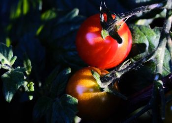 Close-up of tomatoes on plant