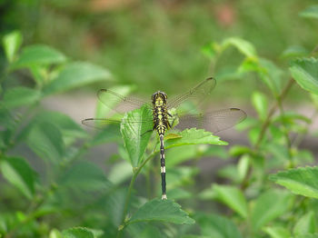 Close-up of dragonfly on leaf