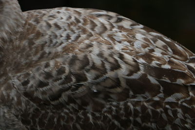 Close-up of eagle