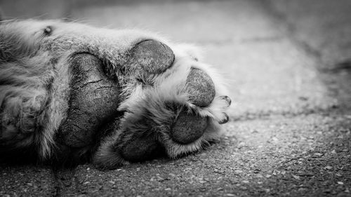 Close-up of animal lying down outdoors