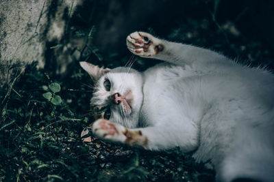 Cat lying on a ground