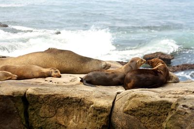 High angle view of sea lion on beach