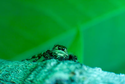 Close-up of spider on green leaf