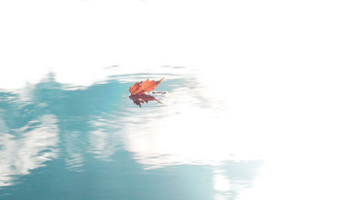 Bird flying over lake