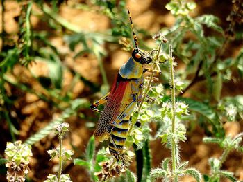 Close-up of butterfly perching on tree