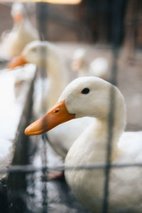 Close-up of a bird