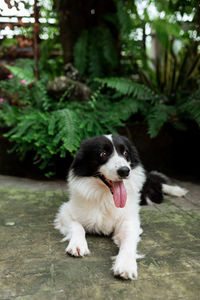 Portrait of dog relaxing outdoors