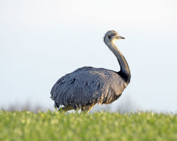 Duck on a field