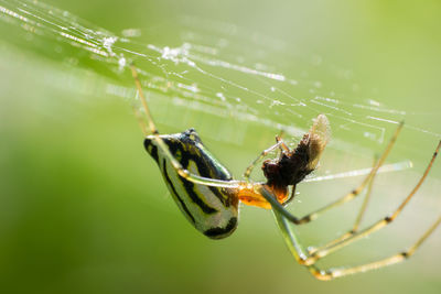 Close-up of spider on web with fly
