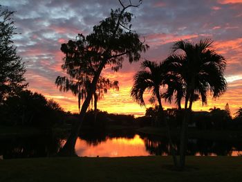 Silhouette of trees during sunset