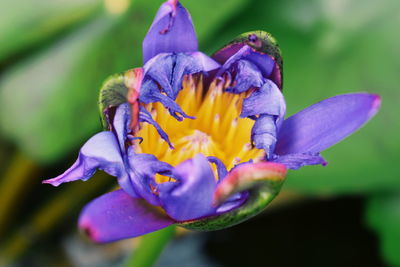 Close-up of purple iris flower