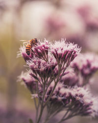 Close-up of bee pollinating on purple flower