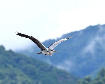 Low angle view of helon flying in sky