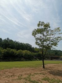 Trees on field against sky