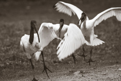 View of birds flying over land